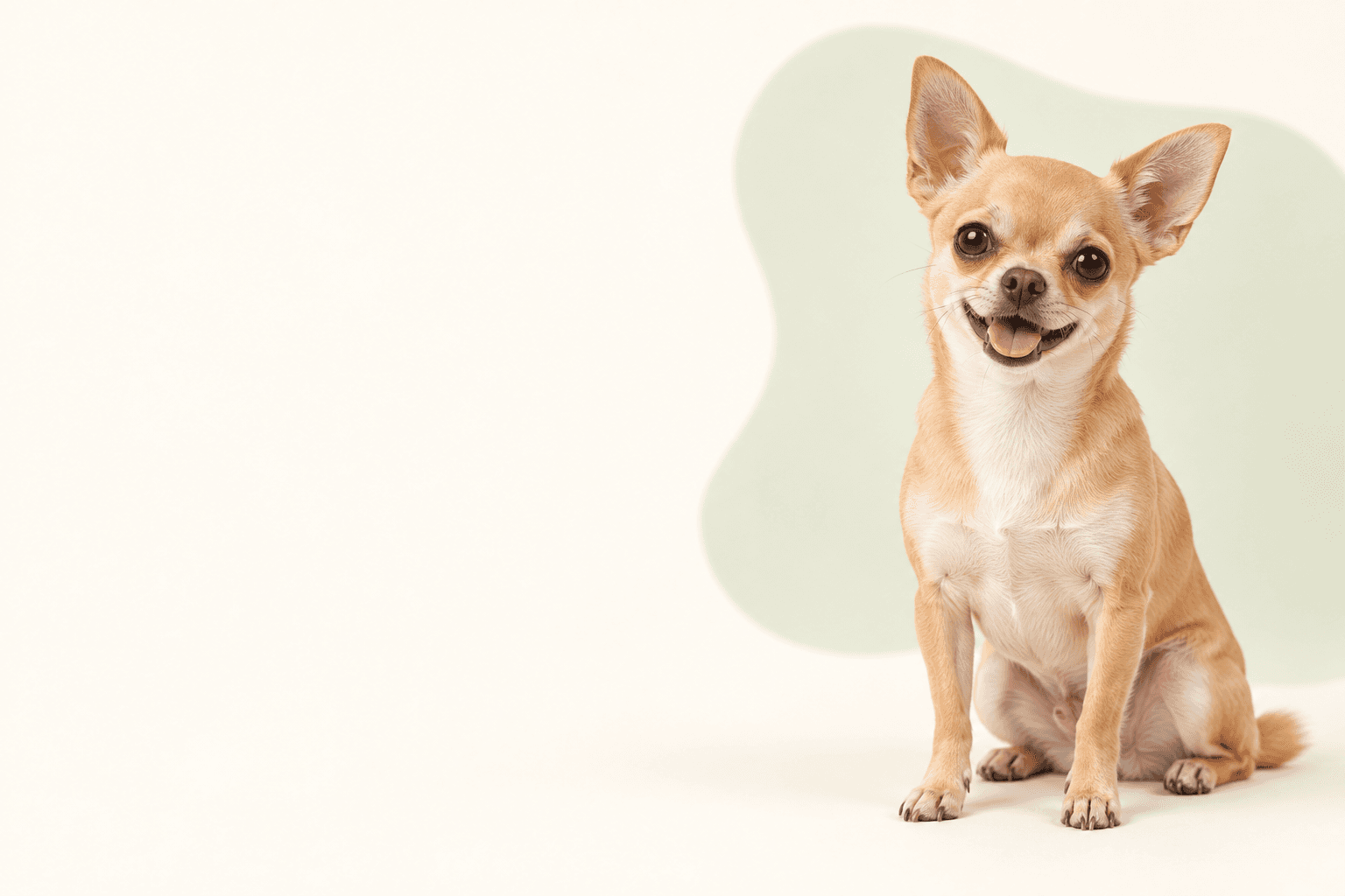 ドッグフードを選ぶ犬のイメージ