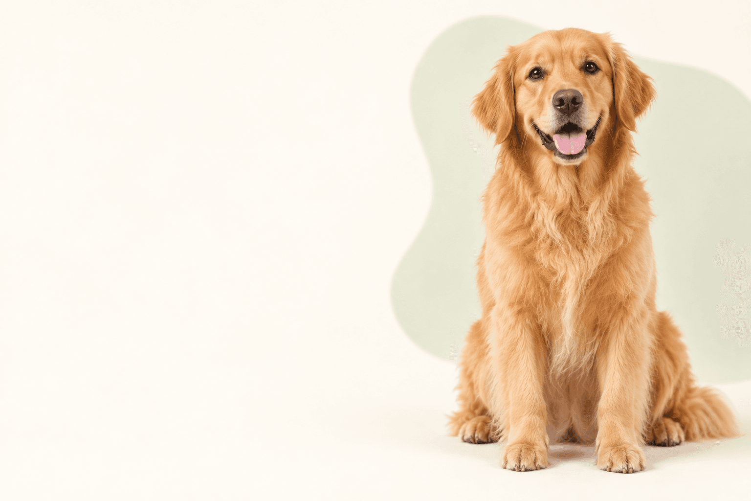 ドッグフードを選ぶ犬のイメージ